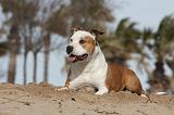 AMSTAFF ADULT 190